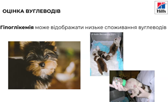 Изображение выглядит как млекопитающее, снимок экрана, терьер, домашнее животное</p>
<p>Содержимое, созданное искусственным интеллектом, может быть неверным.