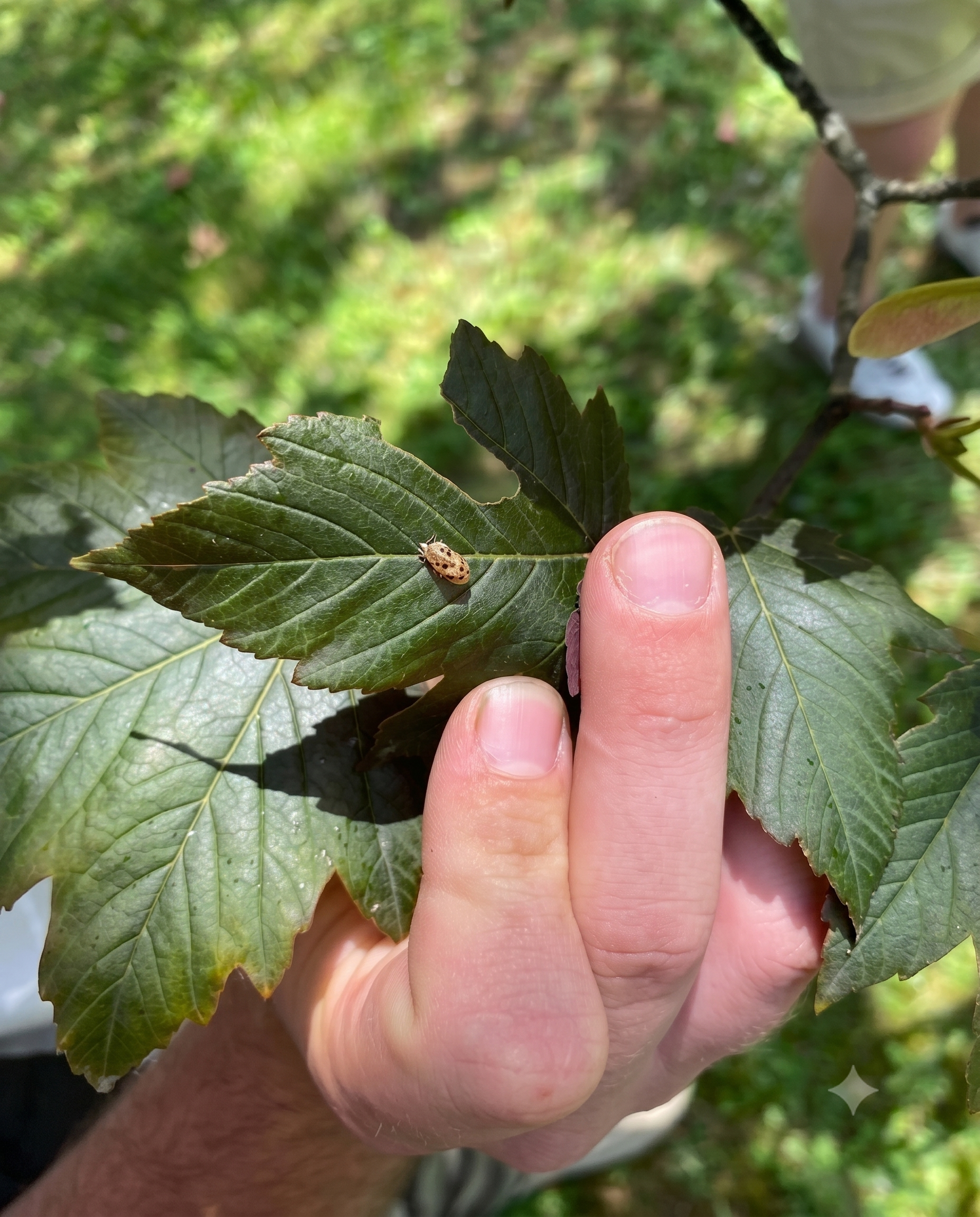 7